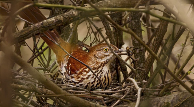 Brown Thrashers are nesting in NC